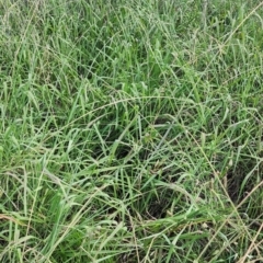 Paspalum dilatatum at Legacy Park Woodland Reserve - 22 Feb 2024