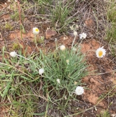 Leucochrysum albicans subsp. tricolor (Hoary Sunray) at Mount Majura - 19 Feb 2024 by waltraud