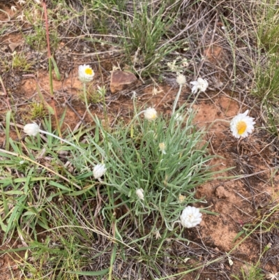 Leucochrysum albicans subsp. tricolor (Hoary Sunray) at Watson, ACT - 18 Feb 2024 by waltraud