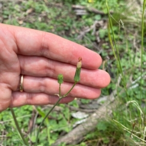 Crepis capillaris at Black Flat at Corrowong - 11 Dec 2023