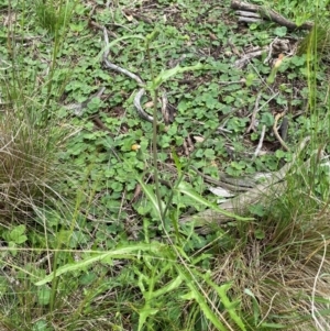 Crepis capillaris at Black Flat at Corrowong - 11 Dec 2023 01:30 PM