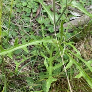 Crepis capillaris at Black Flat at Corrowong - 11 Dec 2023