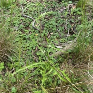 Crepis capillaris at Black Flat at Corrowong - 11 Dec 2023 01:30 PM