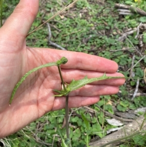 Crepis capillaris at Black Flat at Corrowong - 11 Dec 2023