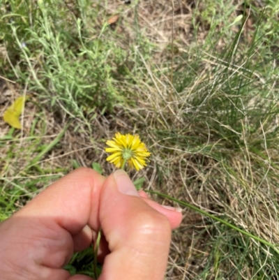 Crepis capillaris (Smooth Hawksbeard) at Black Flat at Corrowong - 11 Dec 2023 by MelitaMilner