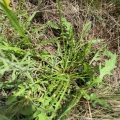 Crepis capillaris at Black Flat at Corrowong - 11 Dec 2023