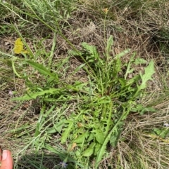 Crepis capillaris at Black Flat at Corrowong - 11 Dec 2023