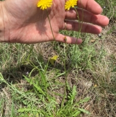 Crepis capillaris at Black Flat at Corrowong - 11 Dec 2023