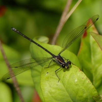 Austroargiolestes icteromelas (Common Flatwing) at Wingecarribee Local Government Area - 21 Feb 2024 by Curiosity