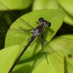 Austroargiolestes icteromelas at Wingecarribee Local Government Area - 21 Feb 2024