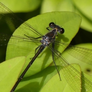 Austroargiolestes icteromelas at Wingecarribee Local Government Area - 21 Feb 2024