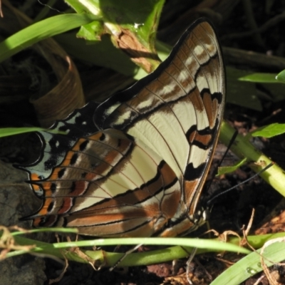Charaxes sempronius (Tailed Emperor) at Kambah, ACT - 22 Feb 2024 by LineMarie
