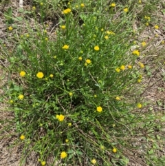 Calotis lappulacea (Yellow Burr Daisy) at Black Flat at Corrowong - 11 Dec 2023 by MelitaMilner