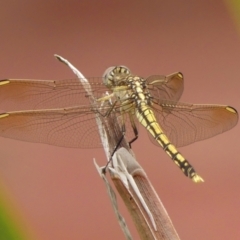 Orthetrum caledonicum (Blue Skimmer) at Wingecarribee Local Government Area - 21 Feb 2024 by Curiosity