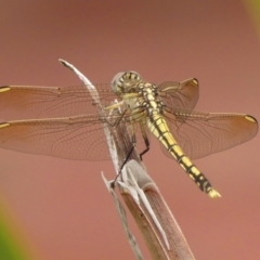 Unidentified Dragonfly (Anisoptera) at Braemar, NSW - 21 Feb 2024 by Curiosity