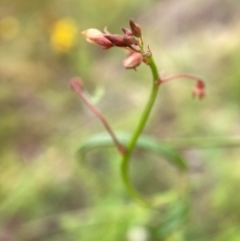 Grona varians (Slender Tick-Trefoil) at Mount Majura - 21 Feb 2024 by waltraud