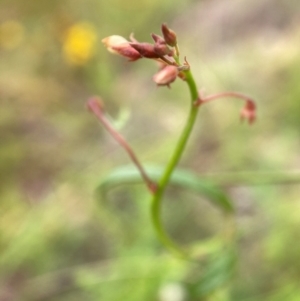 Grona varians at Mount Majura - 21 Feb 2024