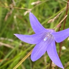 Wahlenbergia ceracea (Waxy Bluebell) at Namadgi National Park - 14 Jan 2024 by Tapirlord