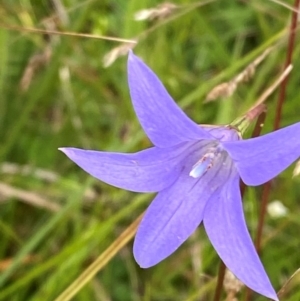 Wahlenbergia ceracea at Namadgi National Park - 14 Jan 2024