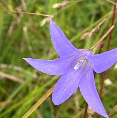 Wahlenbergia ceracea (Waxy Bluebell) at Namadgi National Park - 14 Jan 2024 by Tapirlord