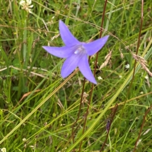 Wahlenbergia ceracea at Namadgi National Park - 14 Jan 2024