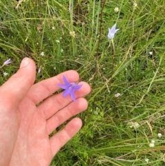 Wahlenbergia ceracea at Namadgi National Park - 14 Jan 2024