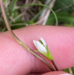 Gentianella polysperes at Namadgi National Park - 14 Jan 2024