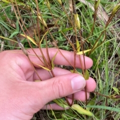 Gentianella polysperes at Namadgi National Park - 14 Jan 2024