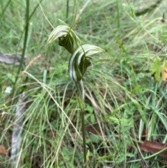 Diplodium aestivum (Long-tongued Summer Greenhood) at Booth, ACT - 14 Jan 2024 by Tapirlord