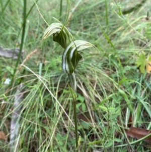 Diplodium aestivum at Namadgi National Park - suppressed