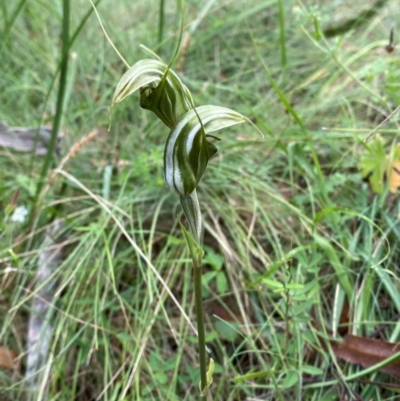 Diplodium aestivum (Long-tongued Summer Greenhood) at Namadgi National Park - 14 Jan 2024 by Tapirlord