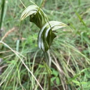 Diplodium aestivum at Namadgi National Park - 14 Jan 2024