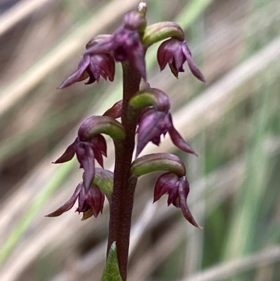 Corunastylis nuda (Tiny Midge Orchid) at Booth, ACT - 14 Jan 2024 by Tapirlord