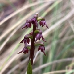 Corunastylis nuda at Namadgi National Park - 14 Jan 2024