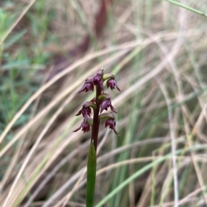 Corunastylis nuda at Namadgi National Park - 14 Jan 2024