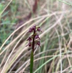 Corunastylis nuda at Namadgi National Park - 14 Jan 2024