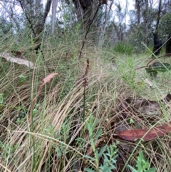 Corunastylis nuda at Namadgi National Park - 14 Jan 2024