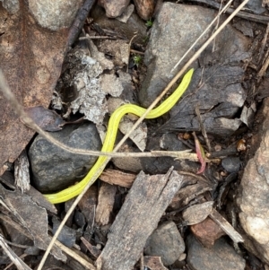 Caenoplana sulphurea at Namadgi National Park - 14 Jan 2024