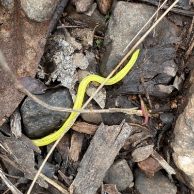 Caenoplana sulphurea (A Flatworm) at Namadgi National Park - 14 Jan 2024 by Tapirlord