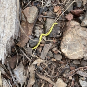 Caenoplana sulphurea at Namadgi National Park - 14 Jan 2024 12:55 PM