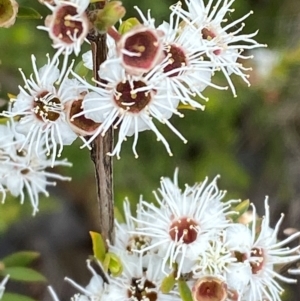 Kunzea peduncularis at Namadgi National Park - 14 Jan 2024
