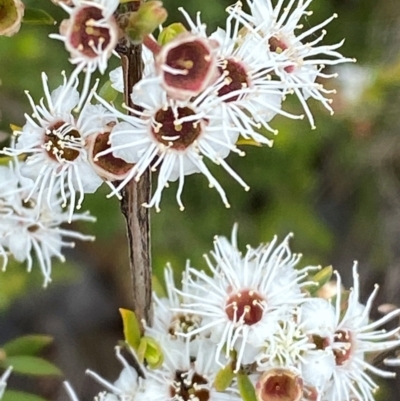 Kunzea peduncularis (Mountain Burgan) at Booth, ACT - 14 Jan 2024 by Tapirlord