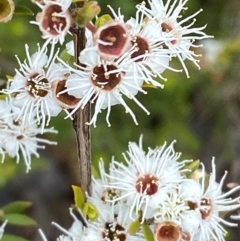 Kunzea peduncularis (Mountain Burgan) at Namadgi National Park - 14 Jan 2024 by Tapirlord