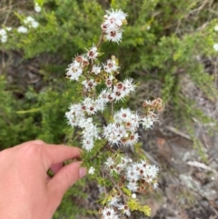 Kunzea peduncularis at Namadgi National Park - 14 Jan 2024