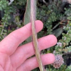 Dichelachne micrantha (Short-Haired Plume Grass) at Booth, ACT - 14 Jan 2024 by Tapirlord