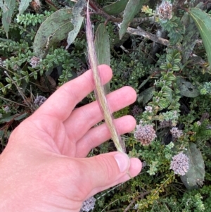Dichelachne micrantha at Namadgi National Park - 14 Jan 2024