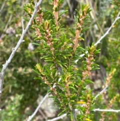 Pomaderris phylicifolia subsp. ericoides (Narrow-leaf Pomaderris) at Booth, ACT - 14 Jan 2024 by Tapirlord