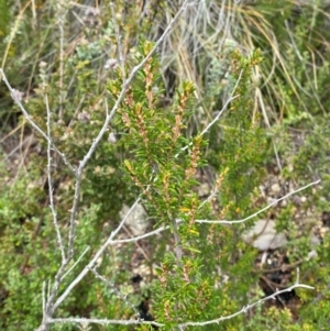 Pomaderris phylicifolia subsp. ericoides at Namadgi National Park - 14 Jan 2024