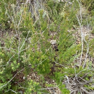 Pomaderris phylicifolia subsp. ericoides at Namadgi National Park - 14 Jan 2024