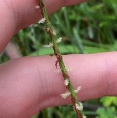 Hemarthria uncinata (Matgrass) at Booth, ACT - 14 Jan 2024 by Tapirlord